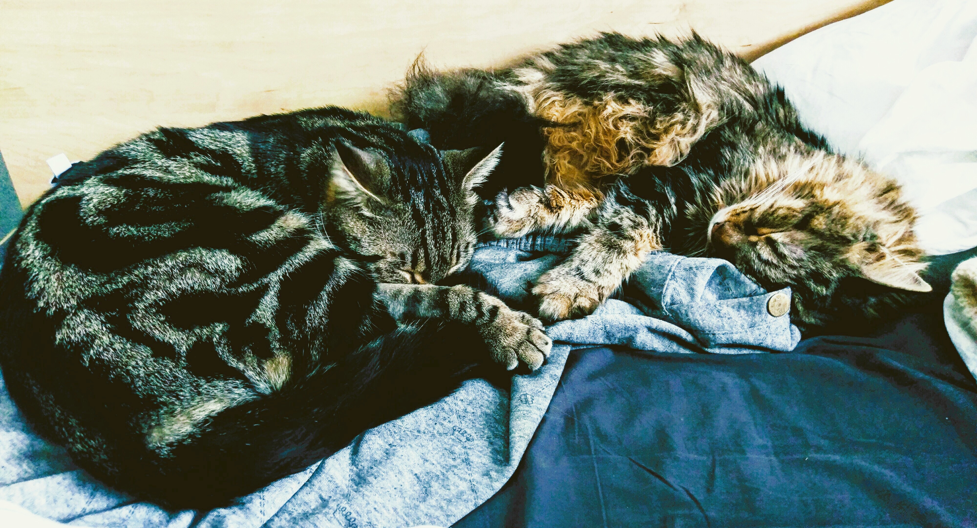 Finnick and Duke