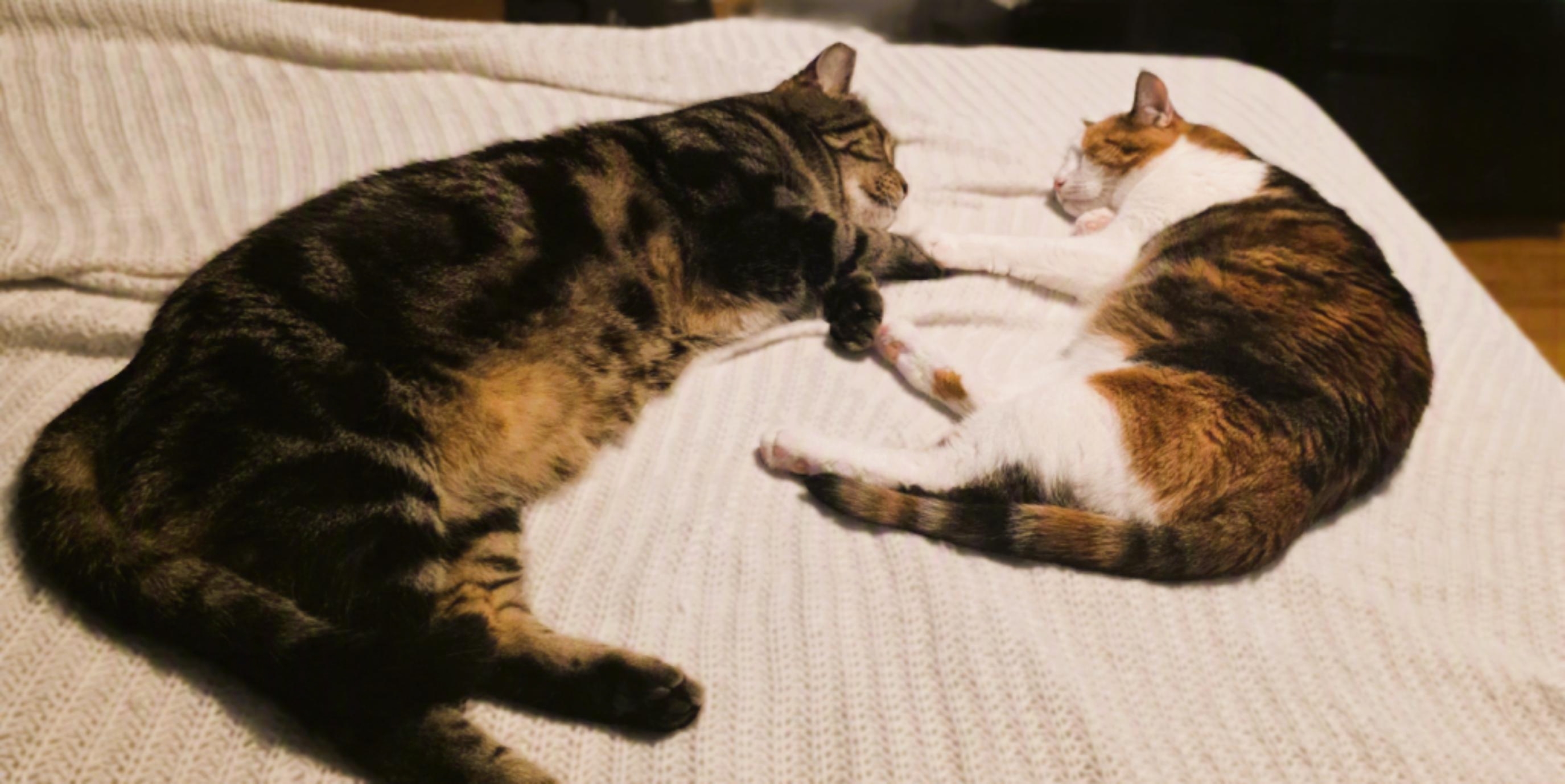 Finnick and Newfy