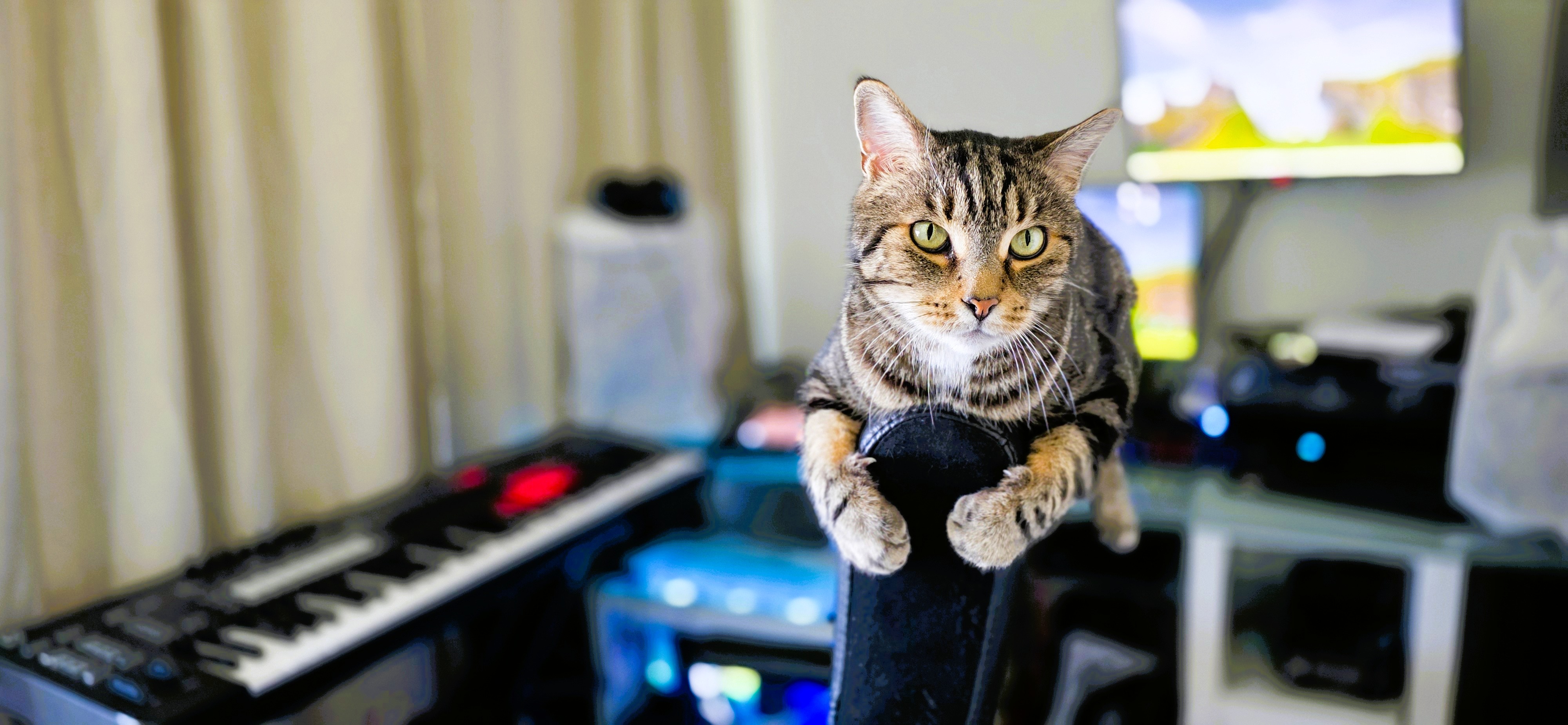 Finnick on top of the studio chair