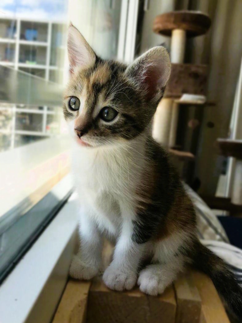 Weasley II