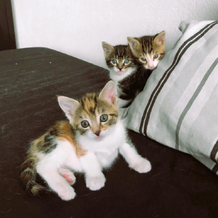 Weasley, Lanzelot and Aramis